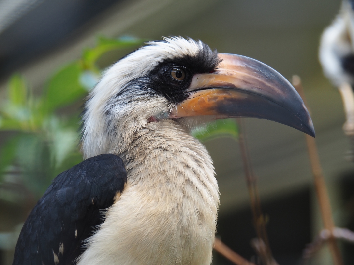 Juvenile male Von der Decken's hornbill (Tockus deckeni)