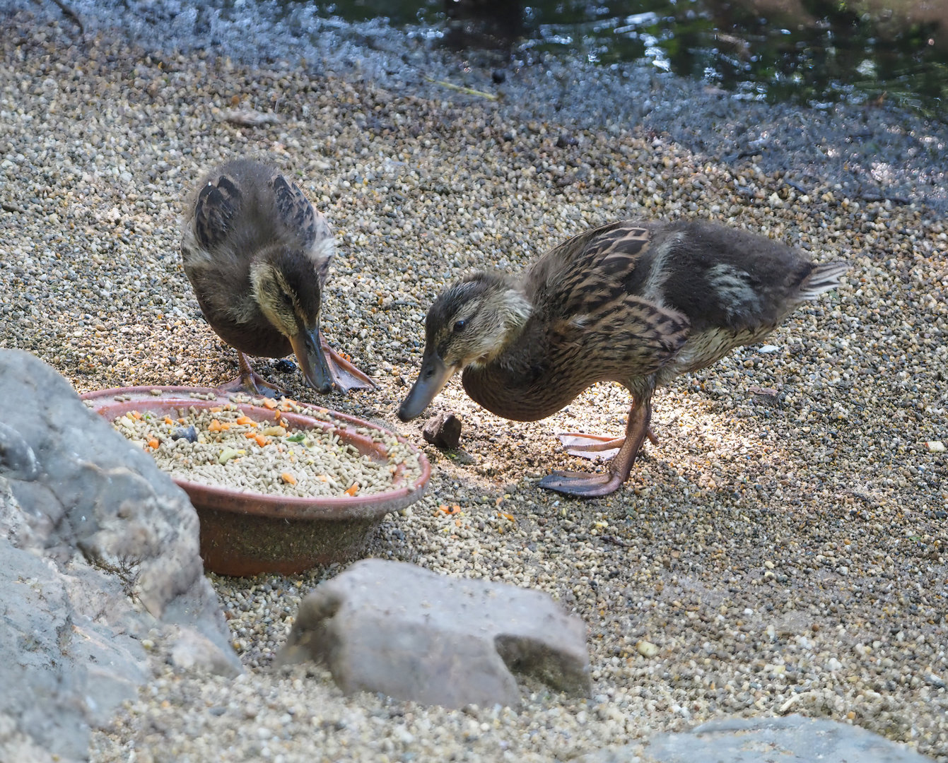 Juvenile Mallards  (Anas platyrhynchos), 2022-06-15