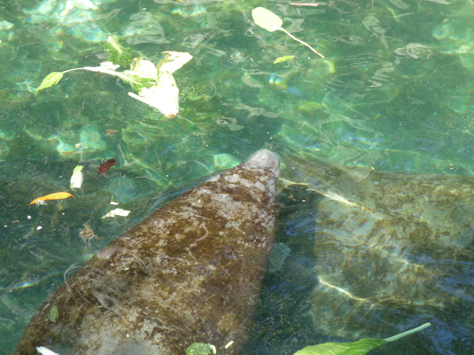 juvenile manatee xcaret park