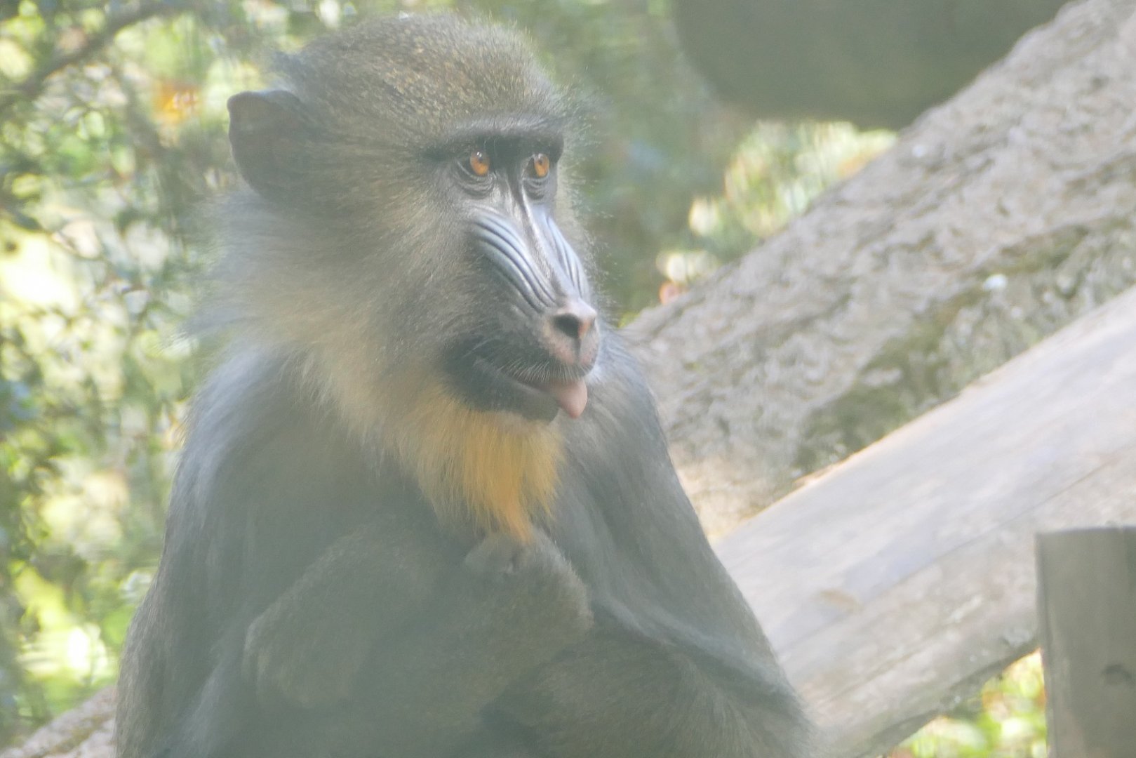 Juvenile mandrill, May 2019