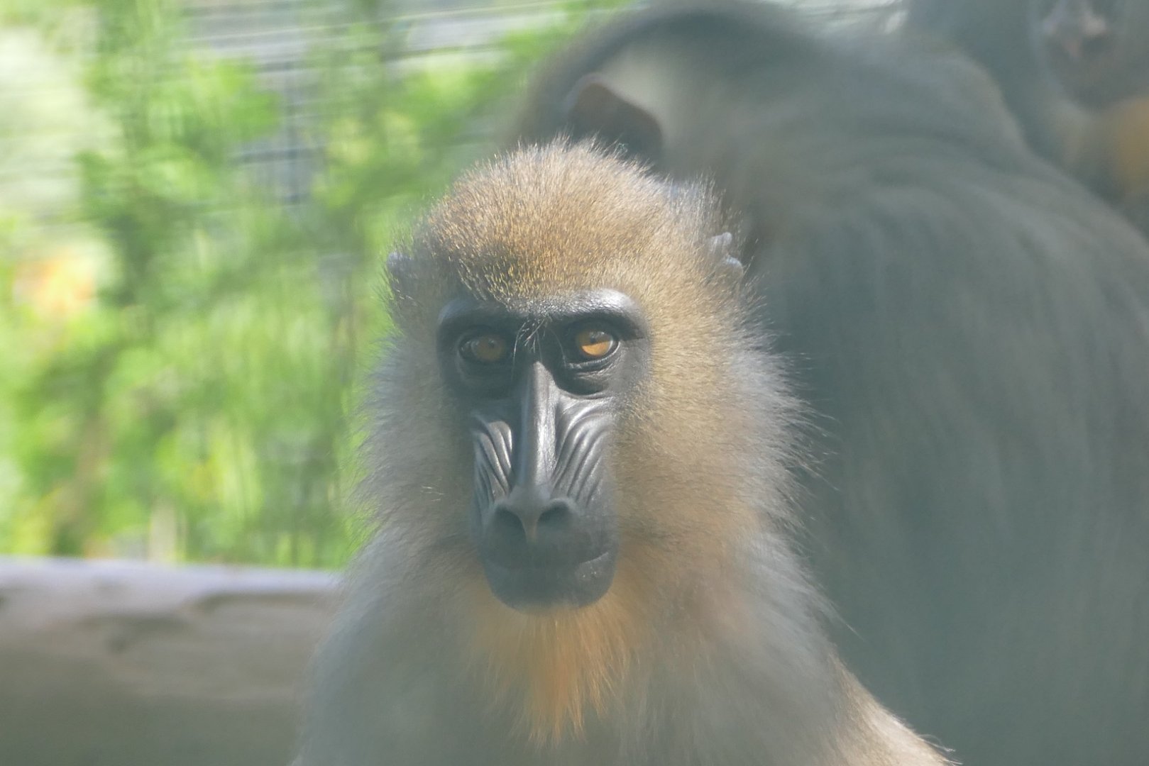 Juvenile mandrill, May 2019