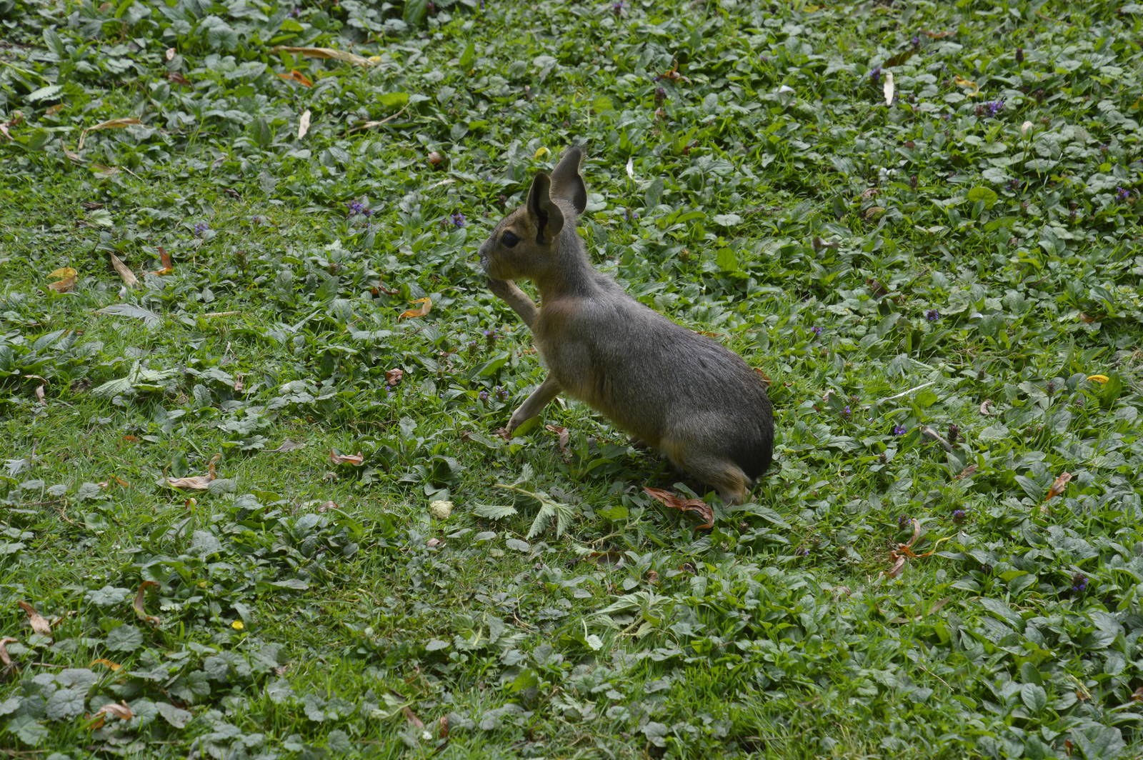 Juvenile Mara 050816