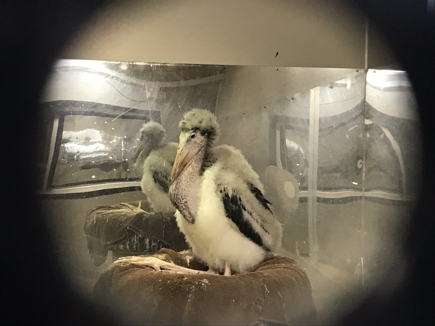 Juvenile Marabou 100819