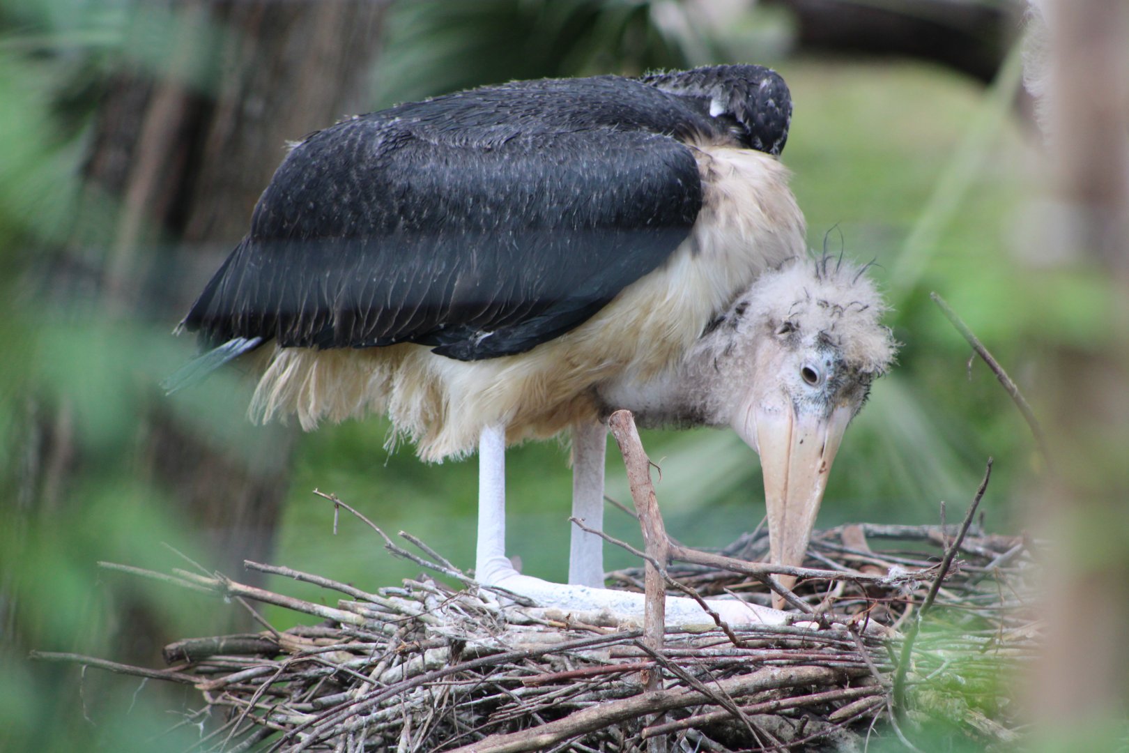 Juvenile Marabou Stork (L. crumenifer)