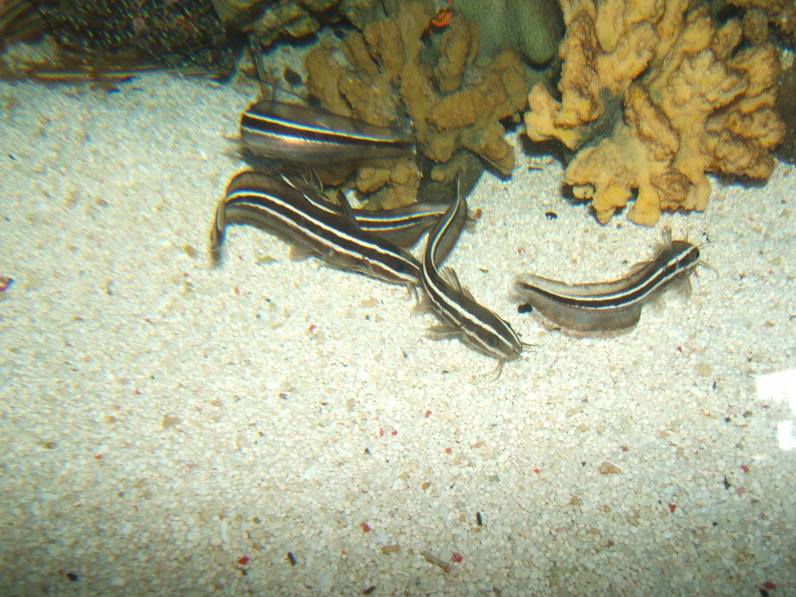 Juvenile Marine Catfish (Plotosus lineatus)