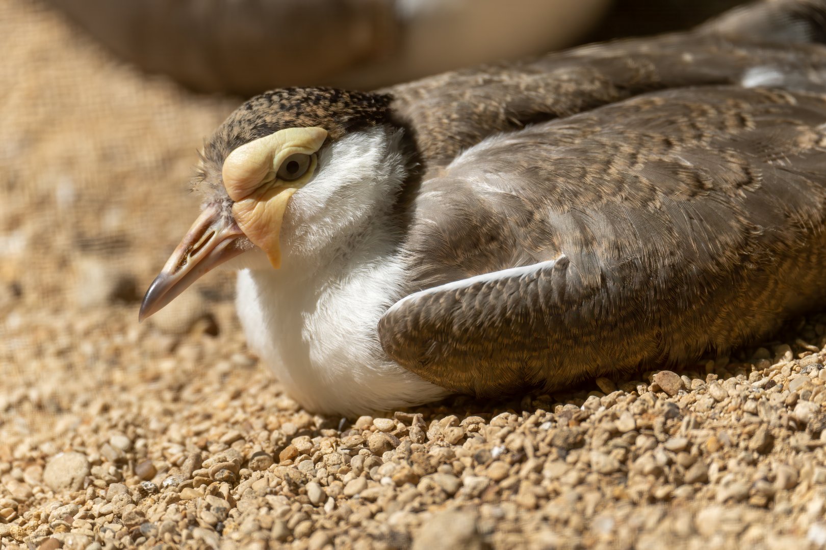 Juvenile masked lapwing, CWP, UK