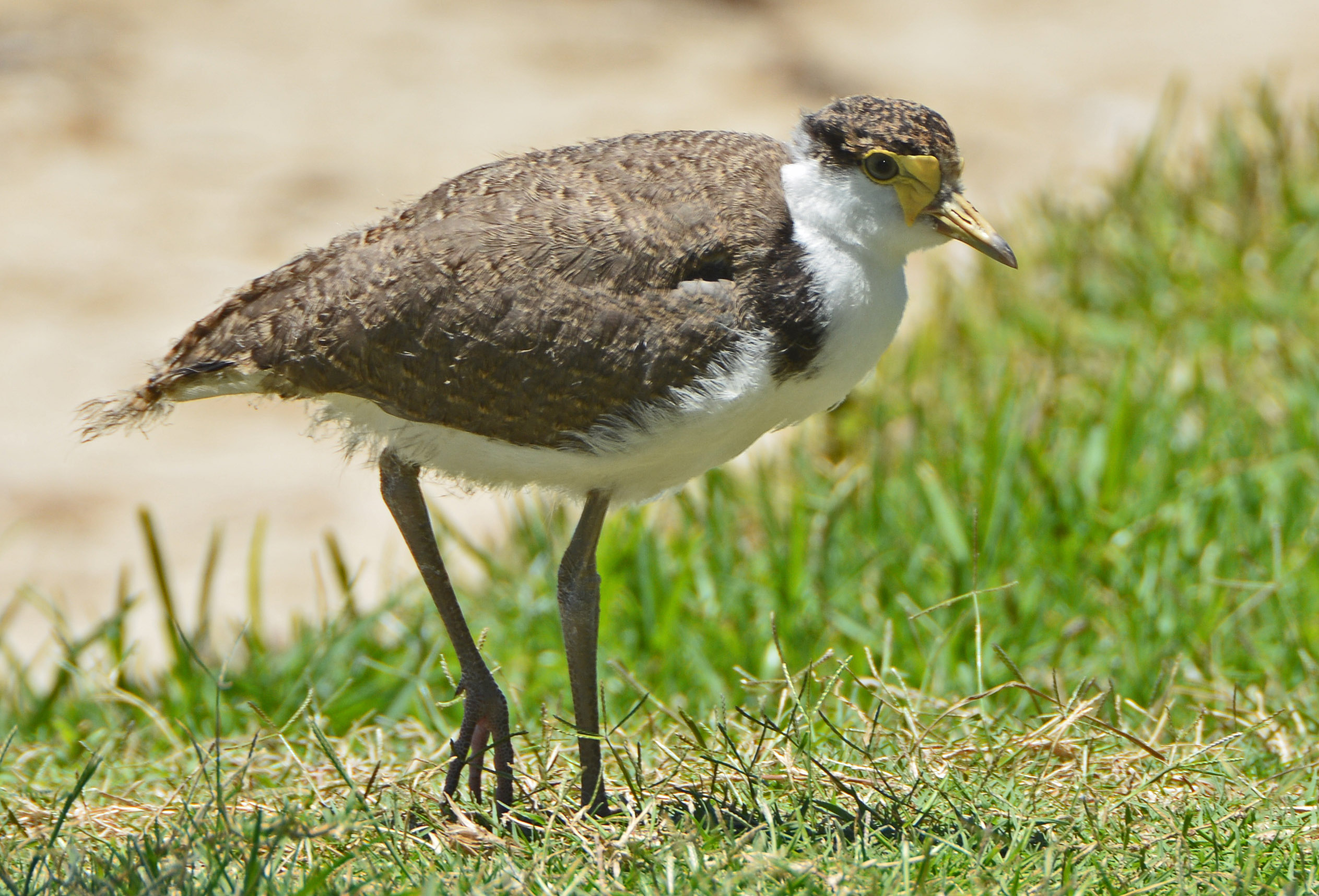 Juvenile masked lapwing