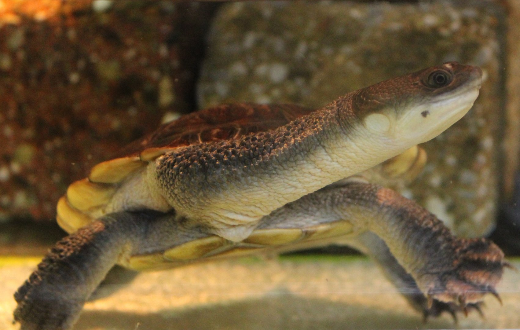 Juvenile McCord's snake-necked turtle