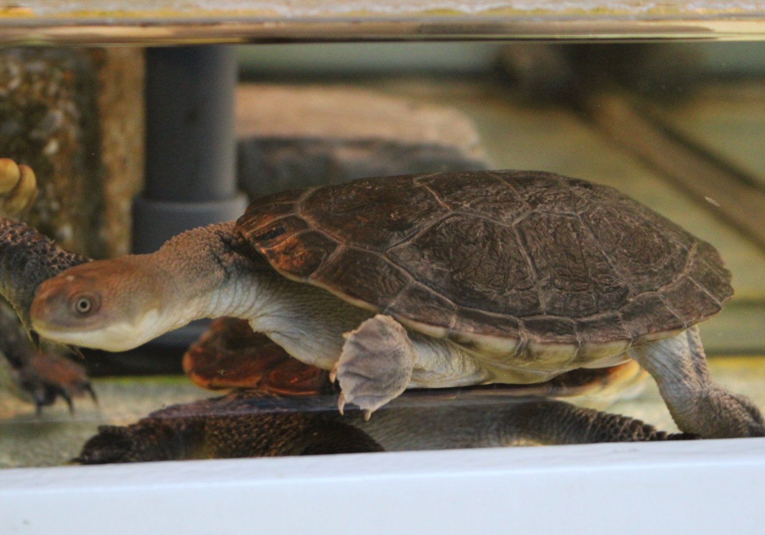 Juvenile McCord's snake-necked turtle