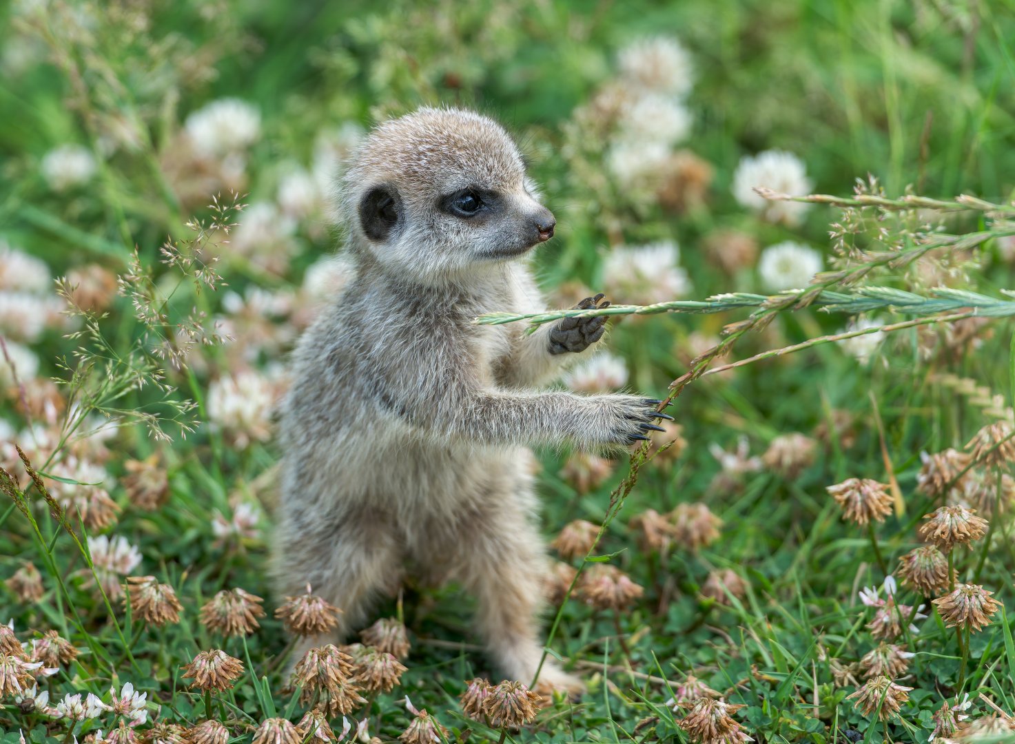Juvenile Meerkat, ZSL Whipsnade, UK