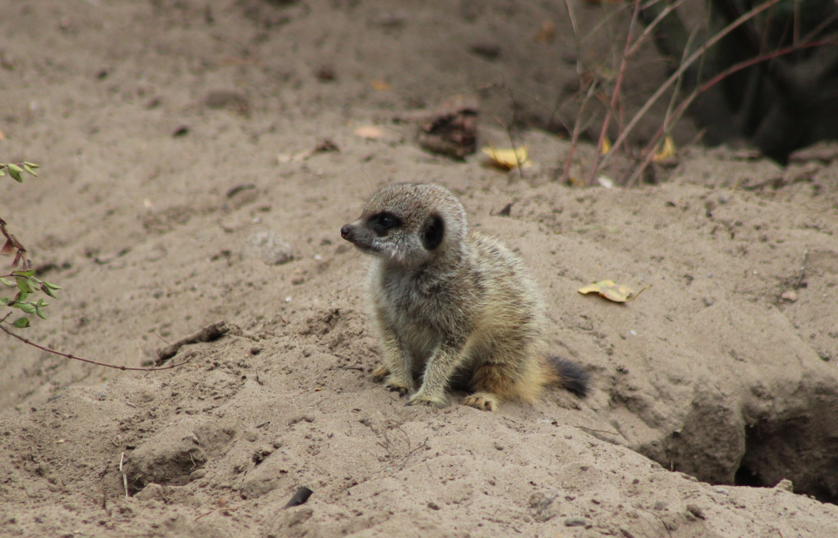 Juvenile Meerkat