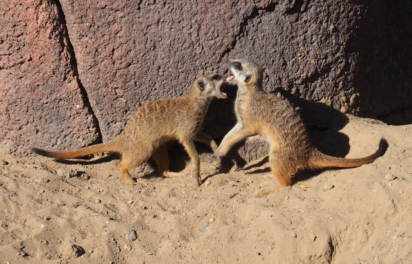 Juvenile meerkats (Suricata suricatta) fighting (Oct 13th, 2018)