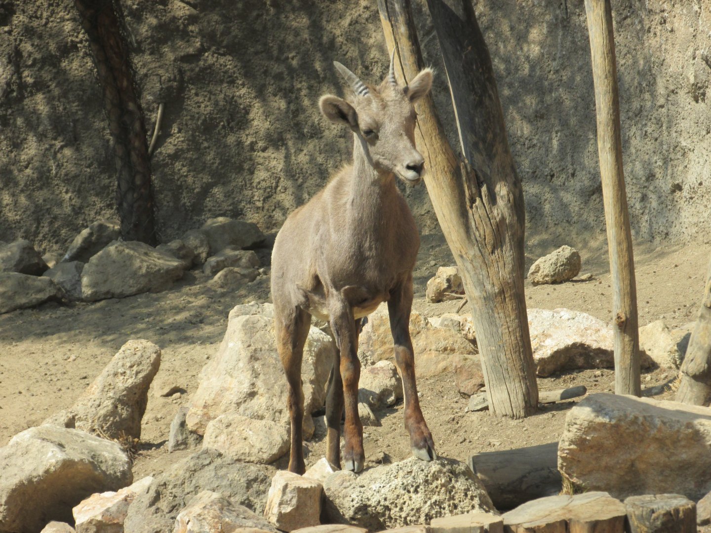 juvenile mexican desert bighorn sheep