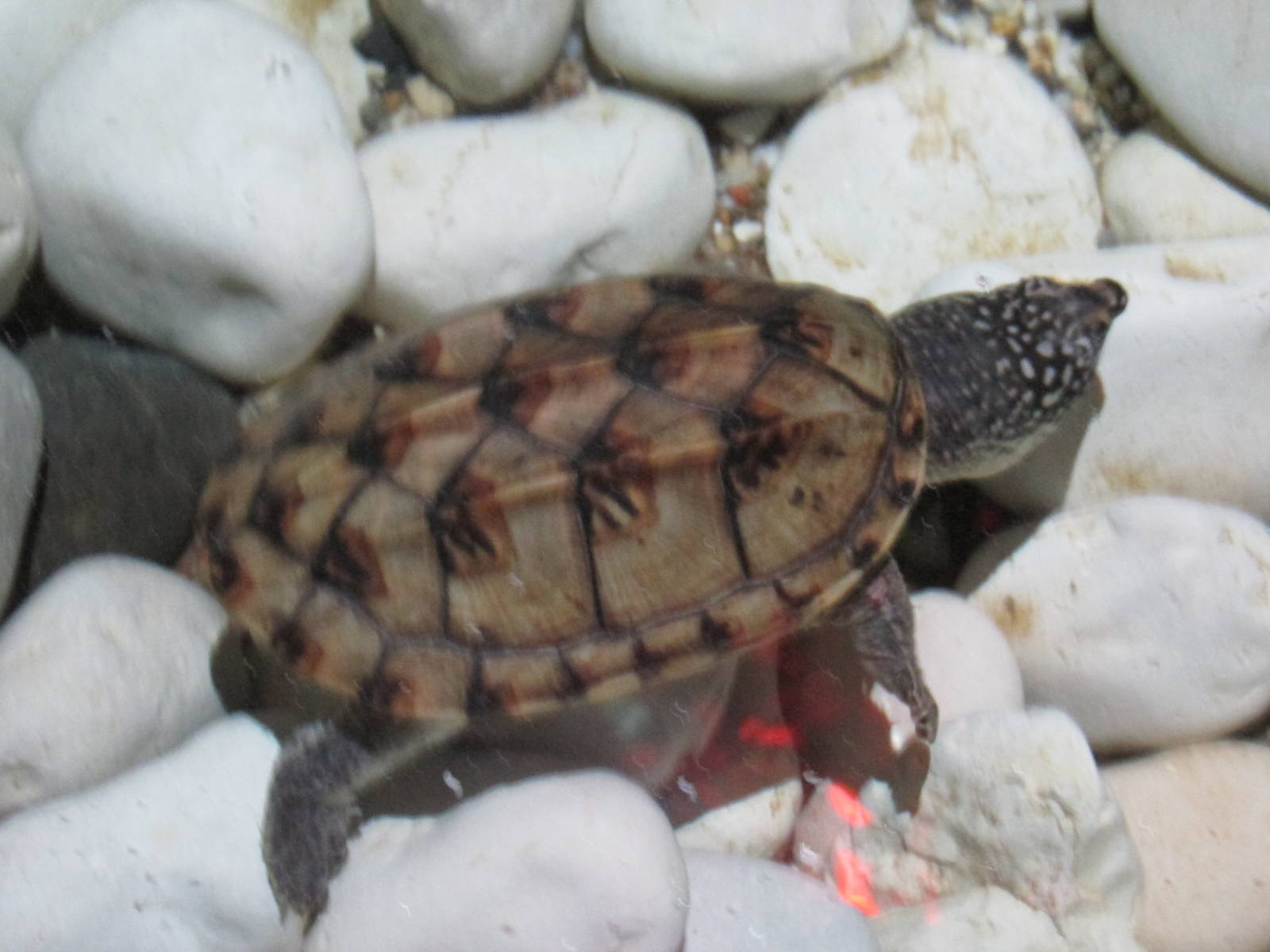 juvenile mexican musk turtle acuario inbursa