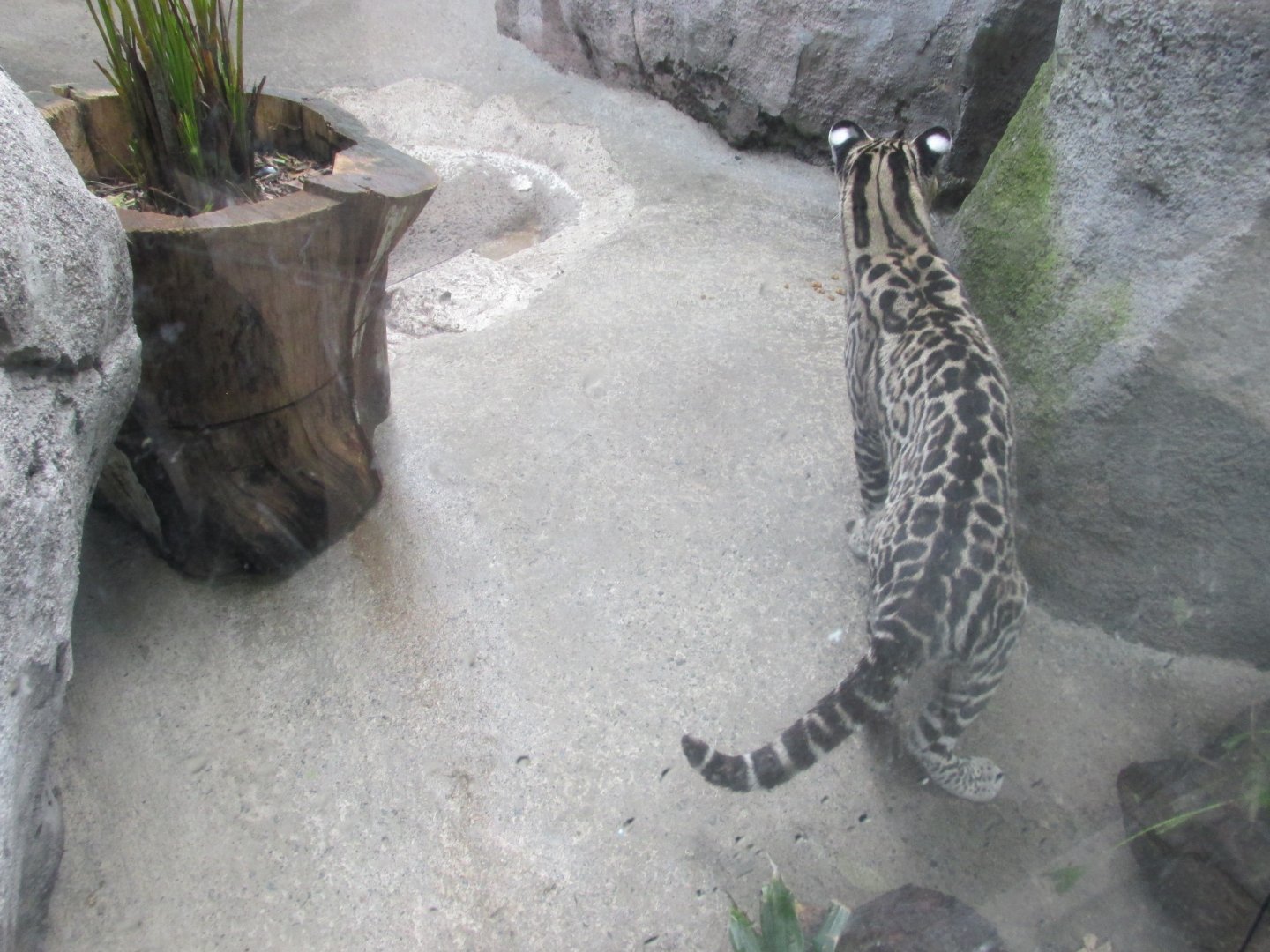 juvenile mexican ocelot