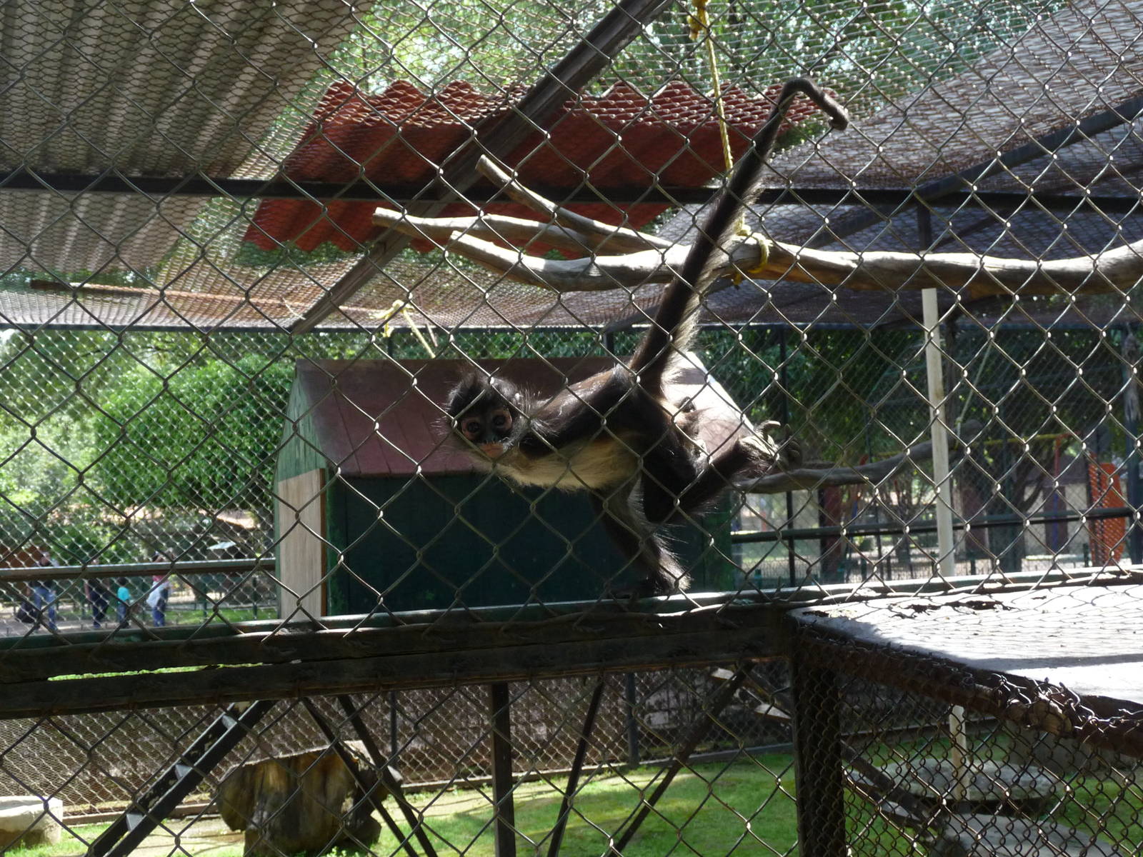 juvenile mexican spider monkey morelia zoo