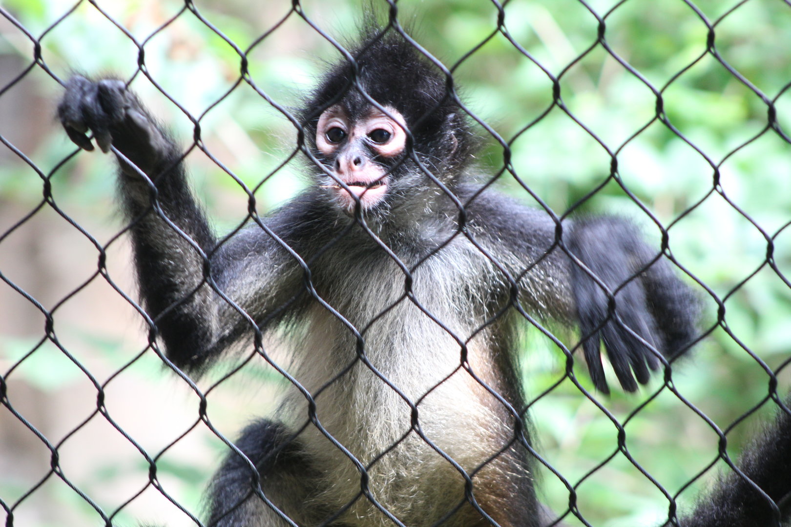 Juvenile Mexican Spider Monkey