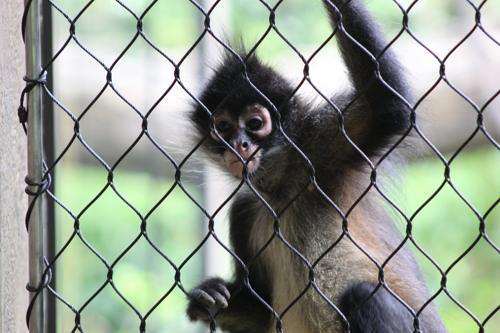 Juvenile Mexican Spider Monkey