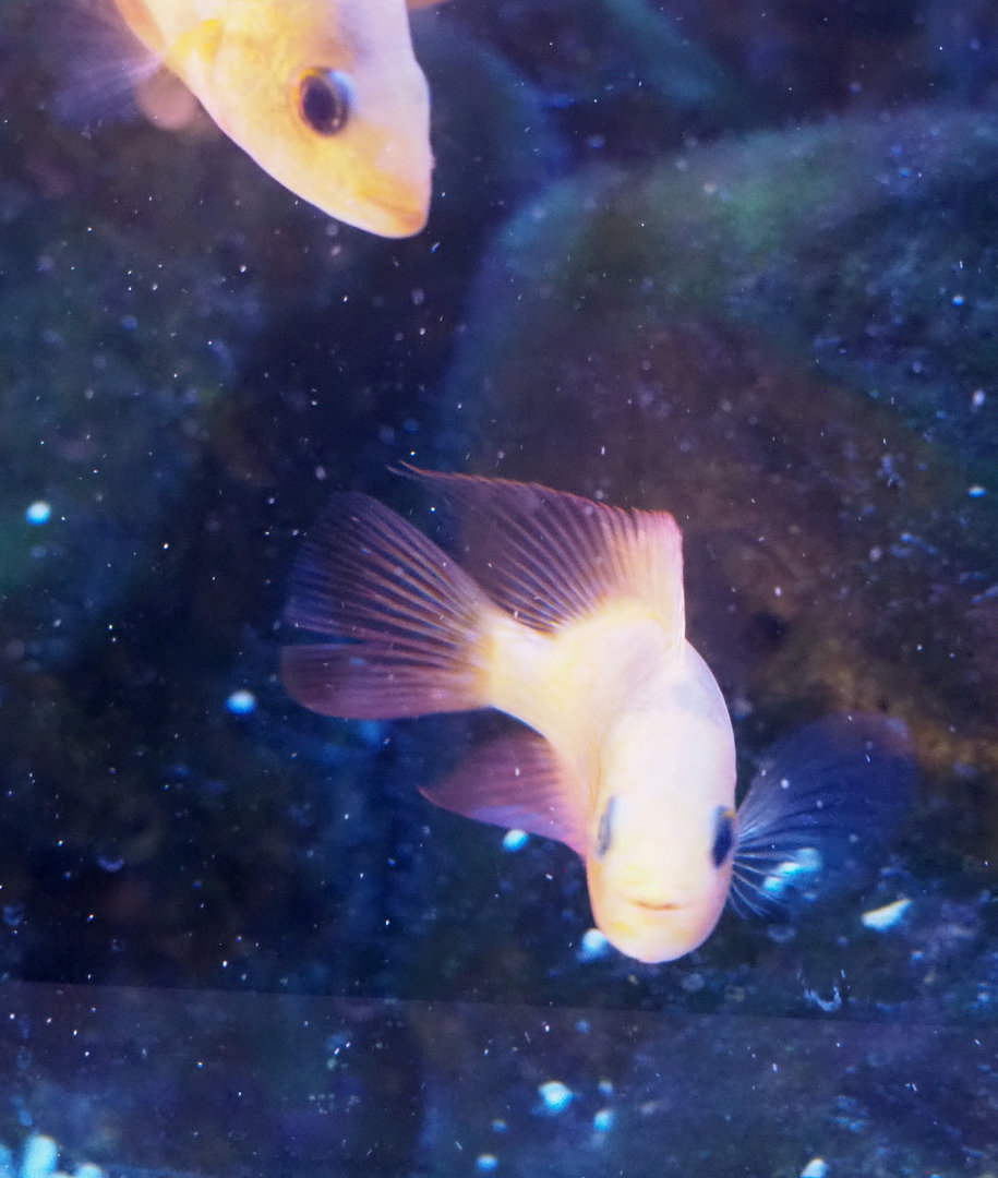 Juvenile Midas cichlid (Amphilophus citrinellus), 2022-09-14