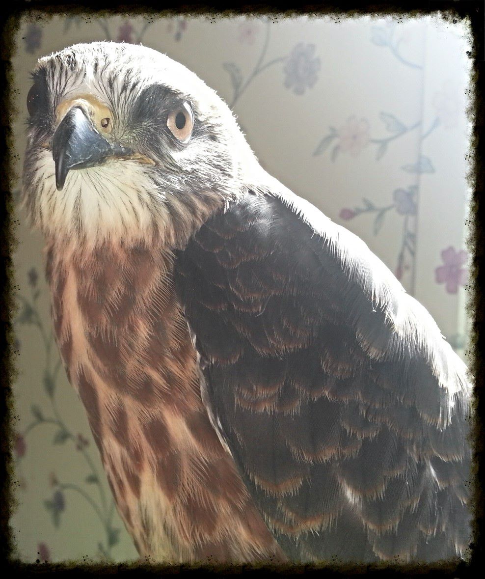 Juvenile Mississippi Kite