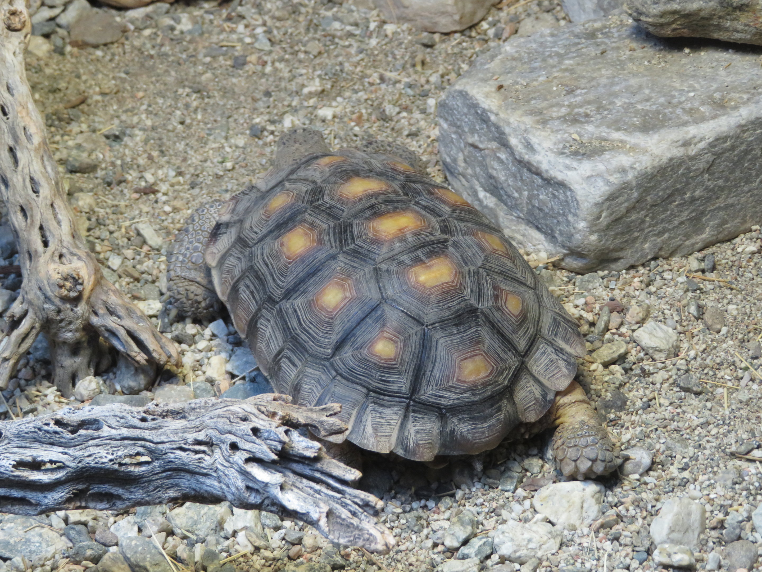 Juvenile Mojave Desert Tortoise
