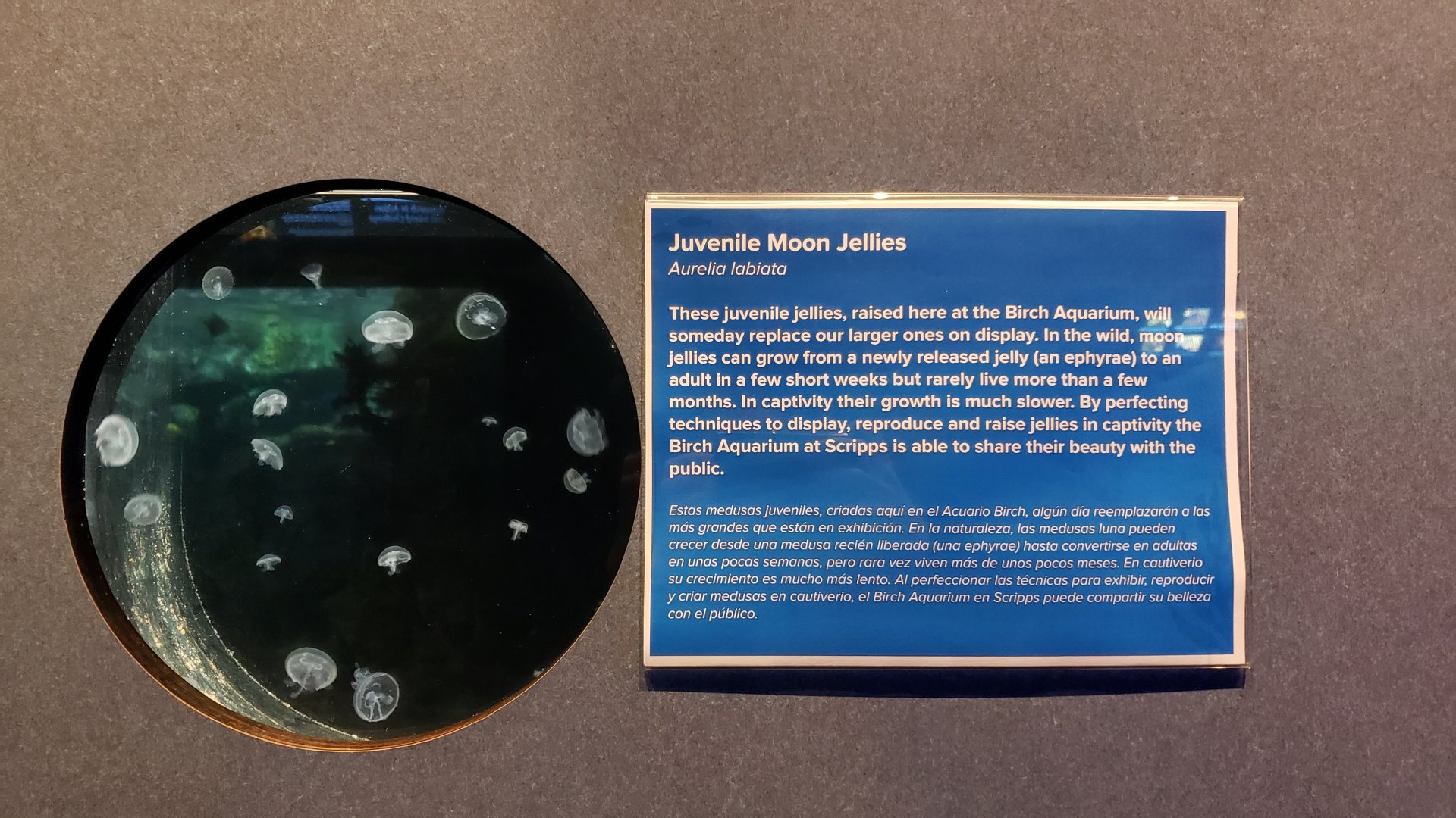 juvenile moon jellies