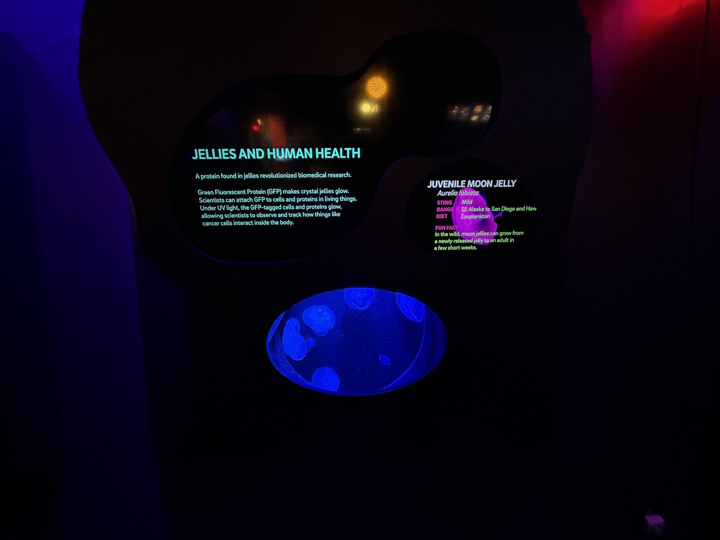 Juvenile Moon Jelly Tank