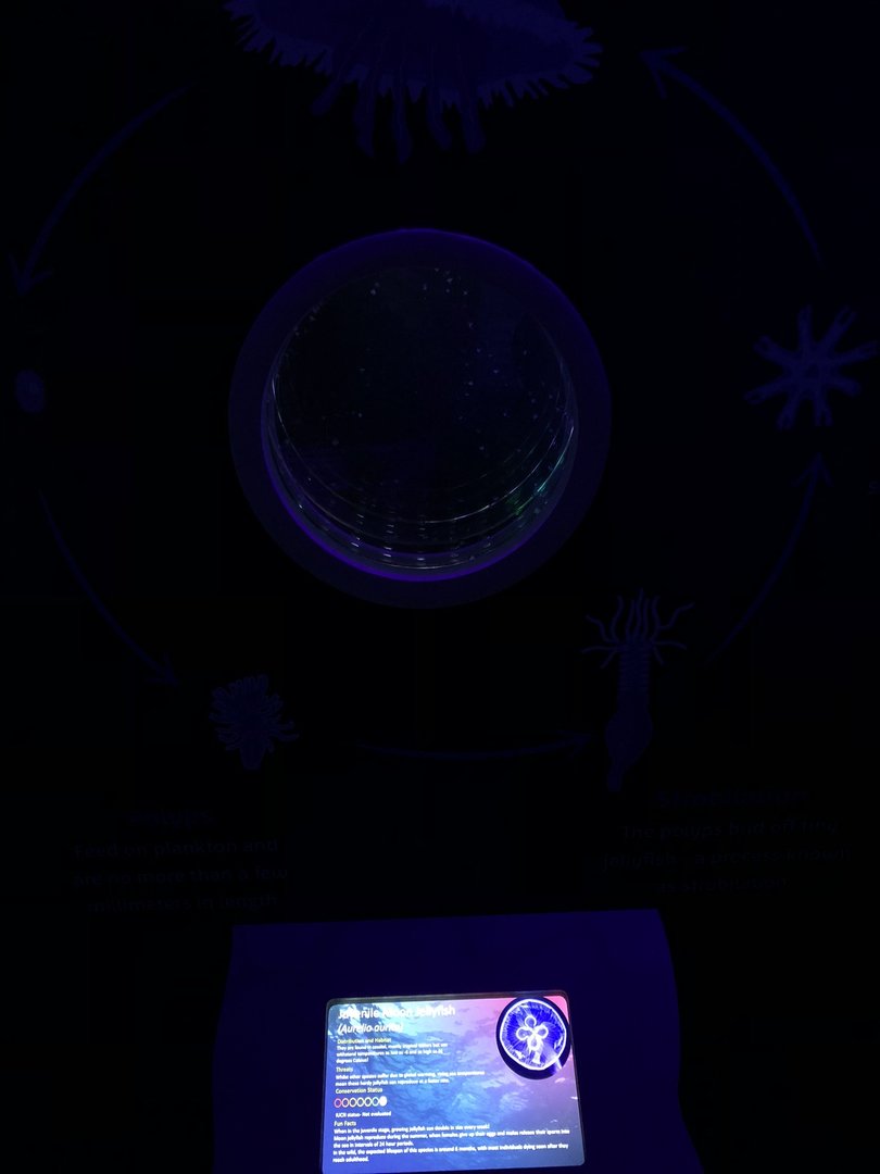 Juvenile Moon Jellyfish Tank at SEA LIFE Scarborough (September 2022)