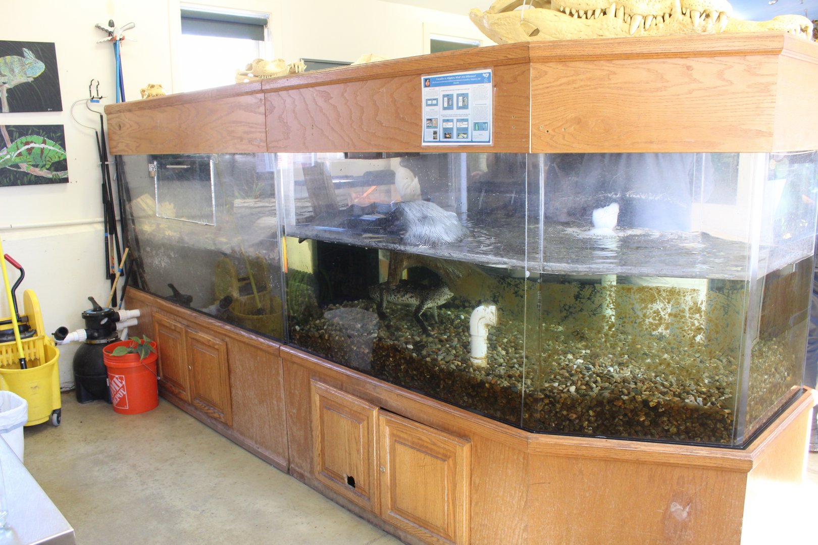 Juvenile Morelet's Crocodile Exhibit