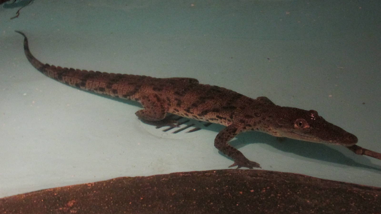 juvenile morelett`s crocodile zoomat