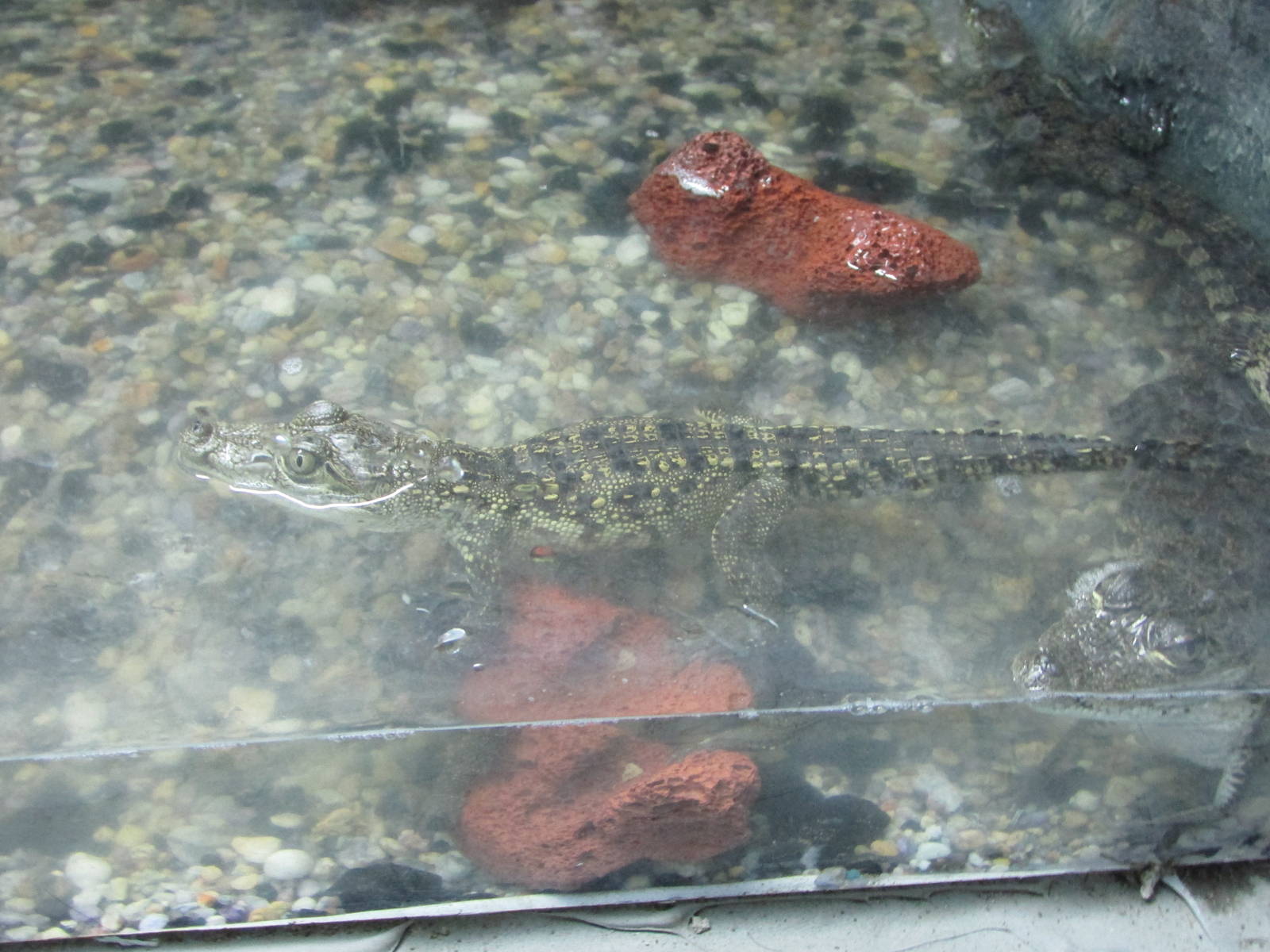 juvenile morlett`s crocodiles acuario inbursa