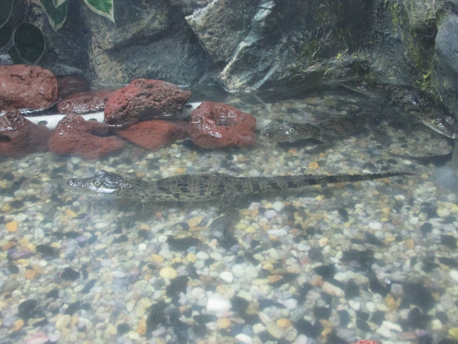 juvenile morlett`s crocodiles acuario inbursa