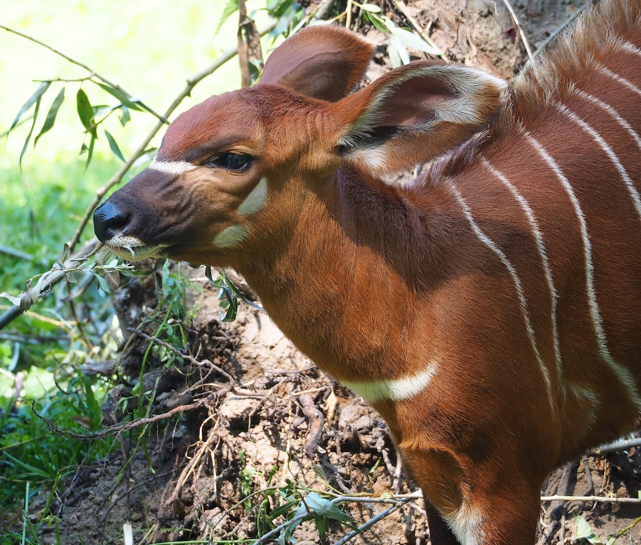 Juvenile Mountain bongo (Tragelaphus eurycerus isaaci), 2023-07-19