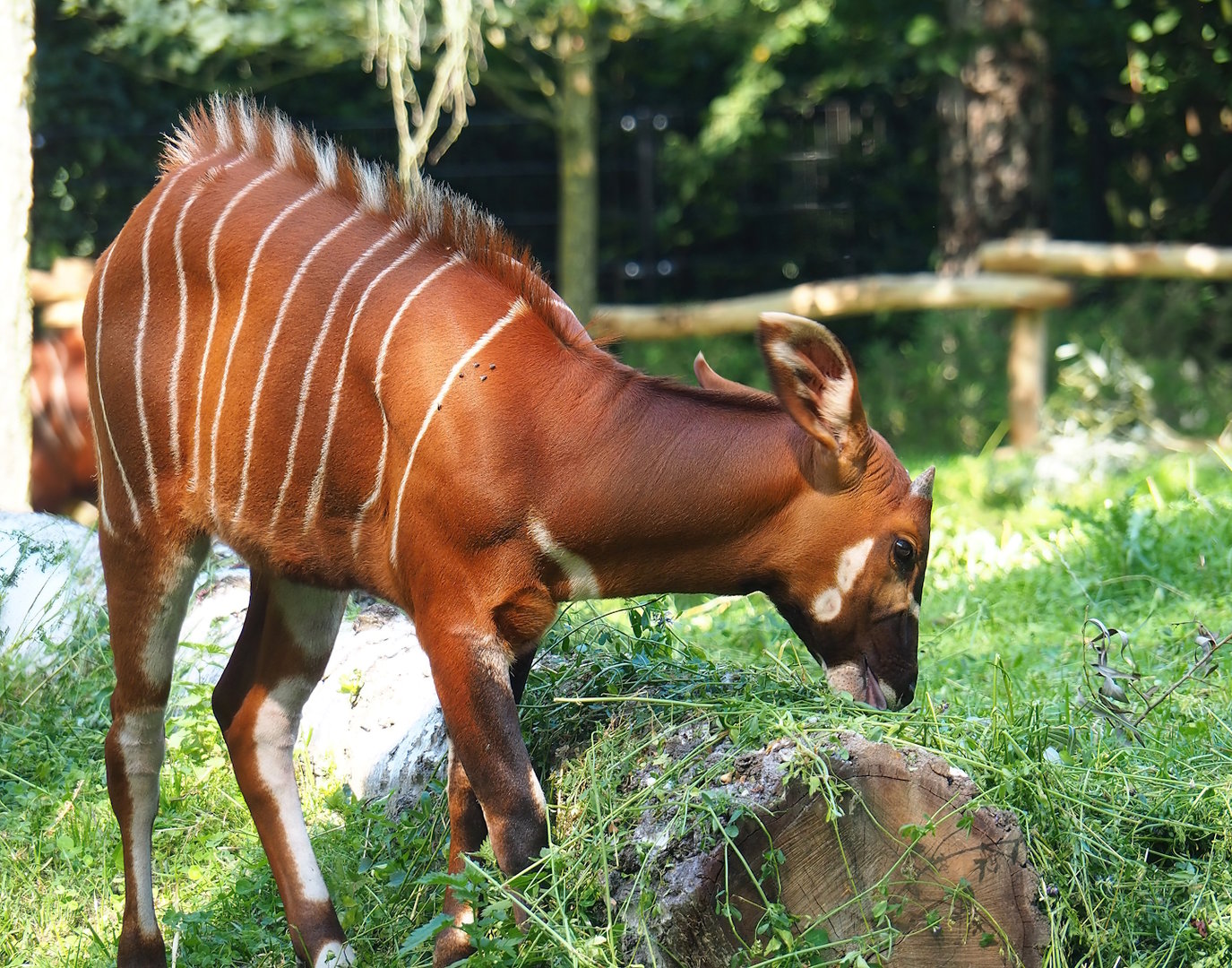 Juvenile Mountain bongo (Tragelaphus eurycerus isaaci), 2023-07-19