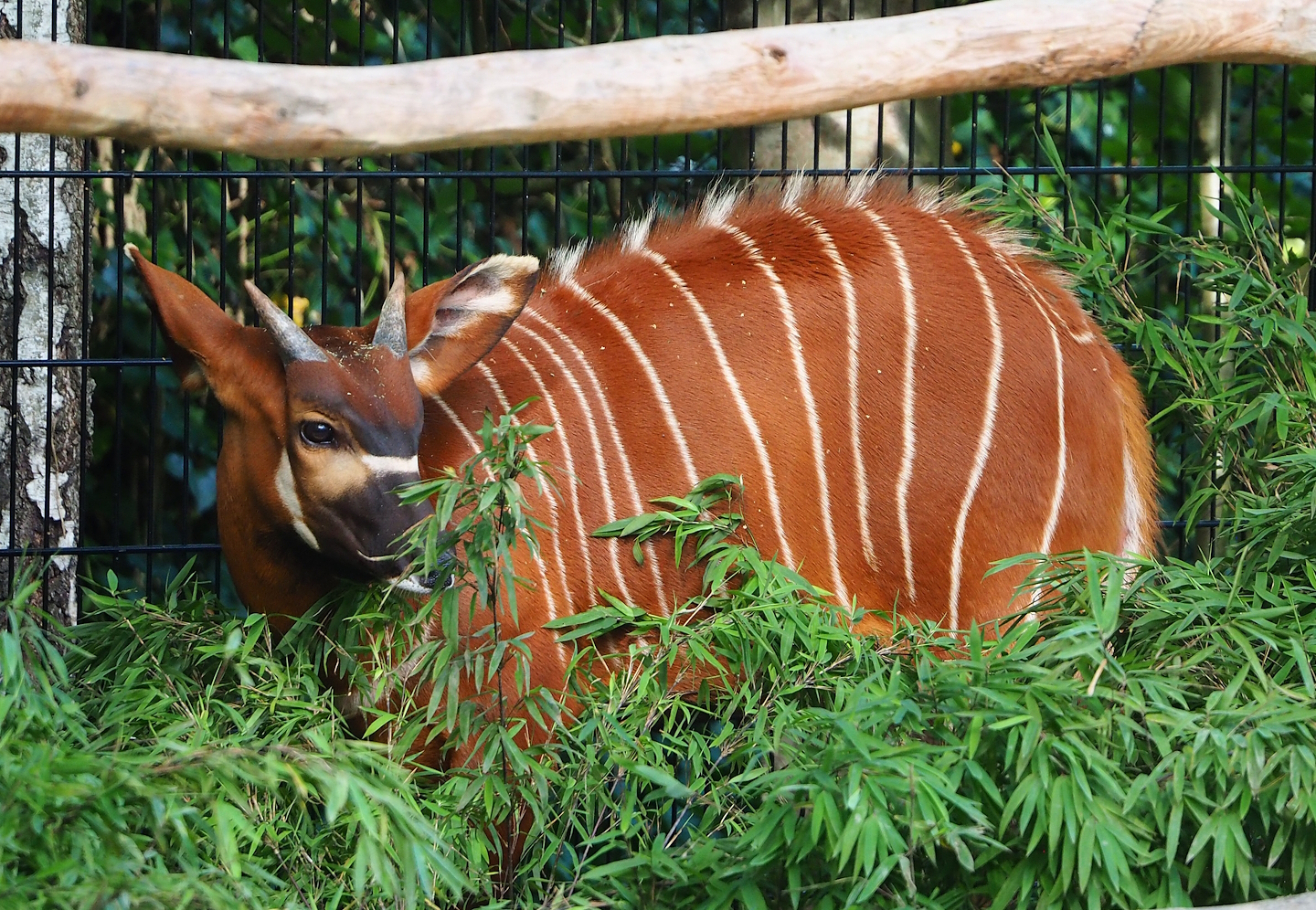 Juvenile Mountain bongo (Tragelaphus eurycerus isaaci), 2023-09-19