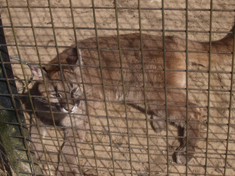 Juvenile mountain lion (April 19th, 2015)