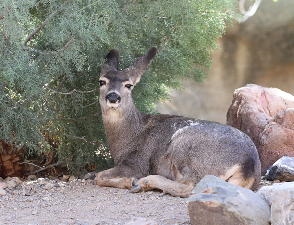 juvenile mule deer