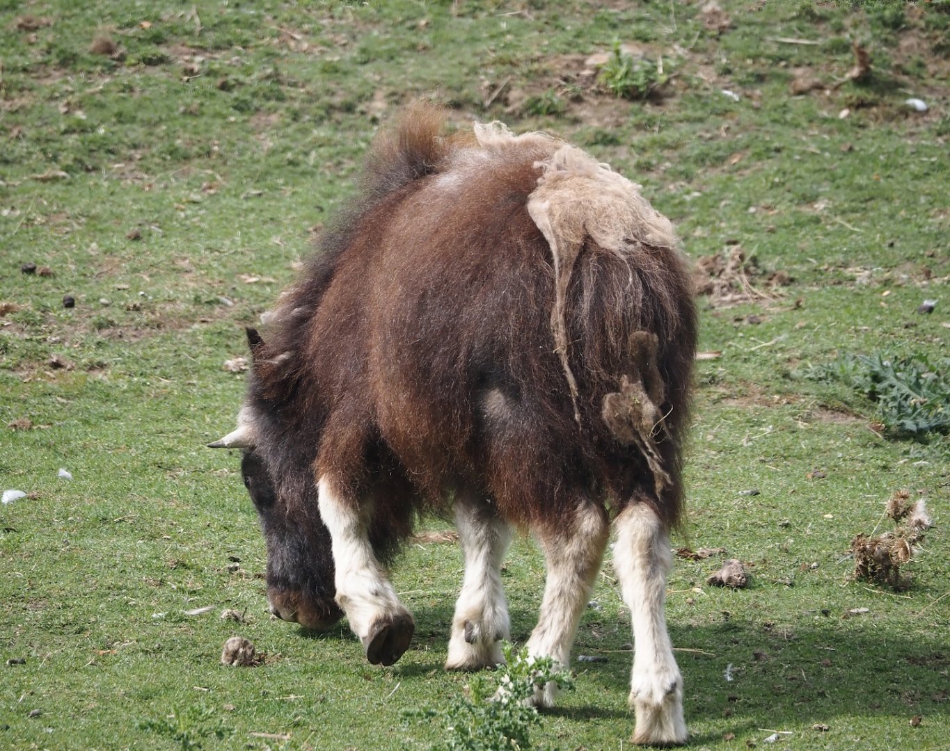 Juvenile Musk ox (Ovibos moschatus), 2025-09-01