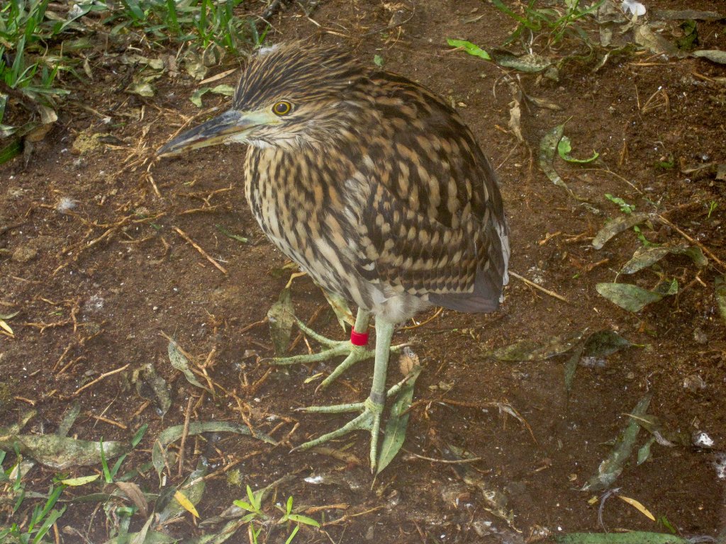 juvenile Nankeen Night heron