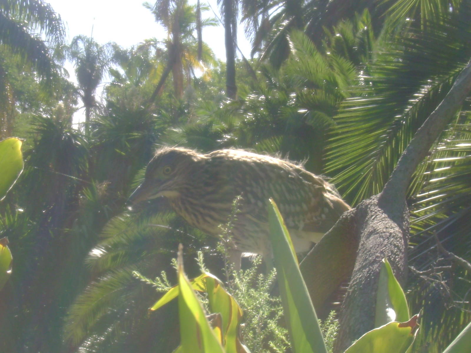 Juvenile Nankeen Night Heron