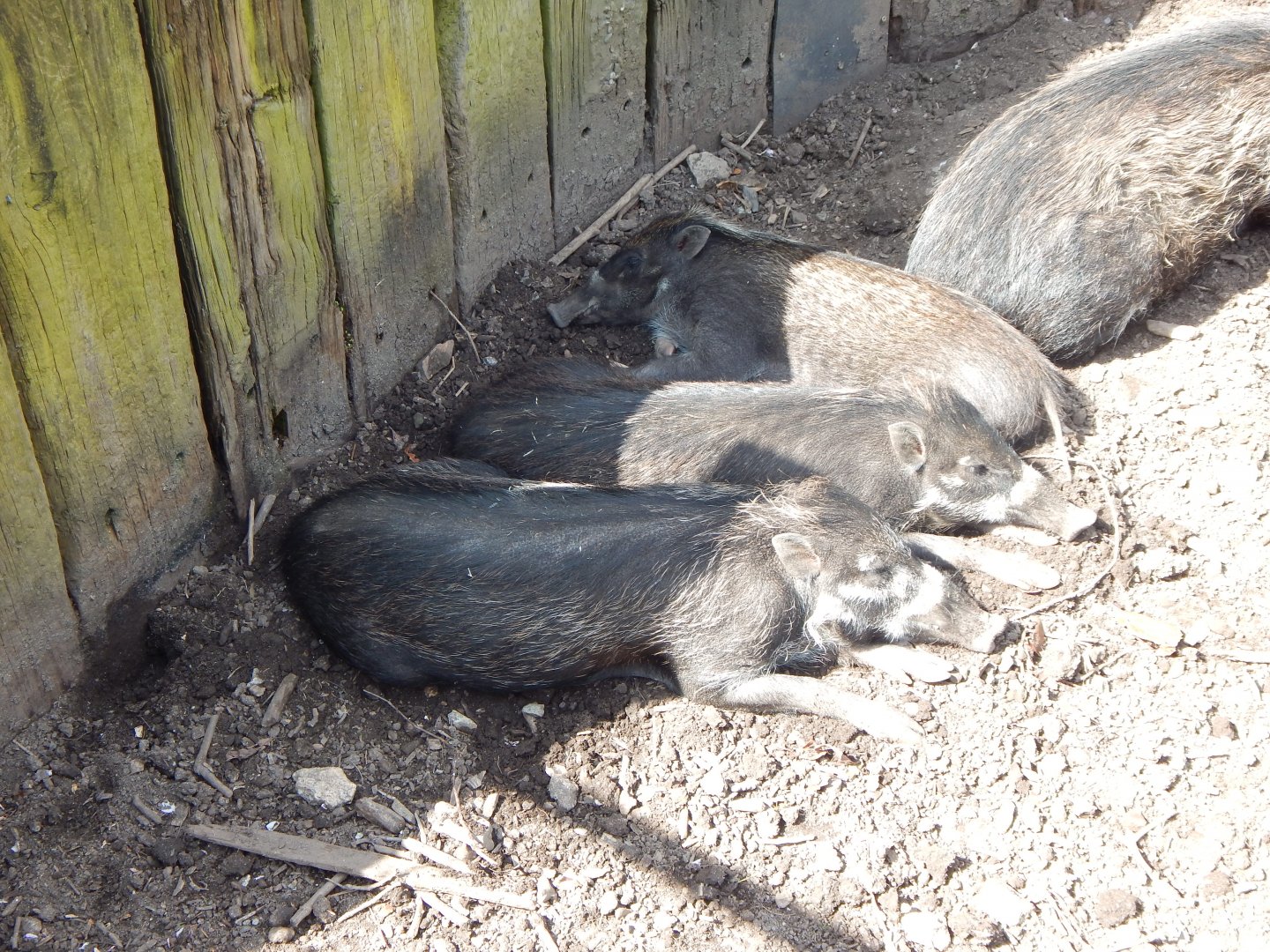 Juvenile Negros/Visayan warty pigs 240424