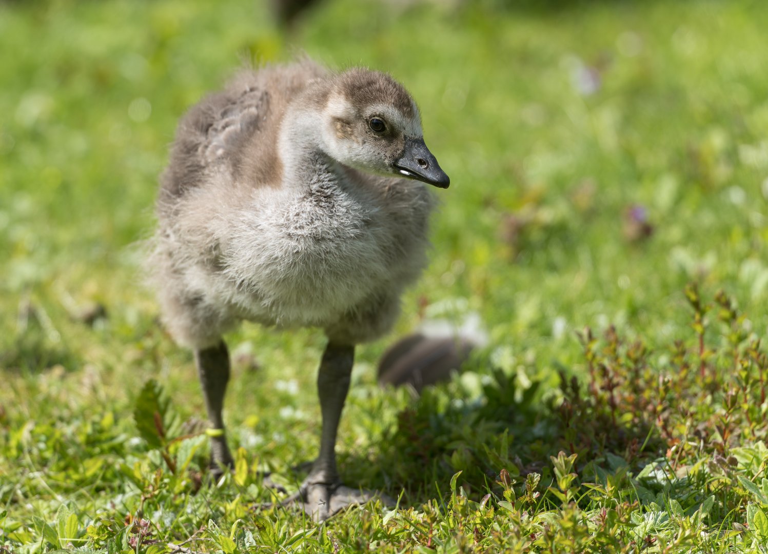 Juvenile Nene / Hawaiian goose, WWT Slimbridge, UK