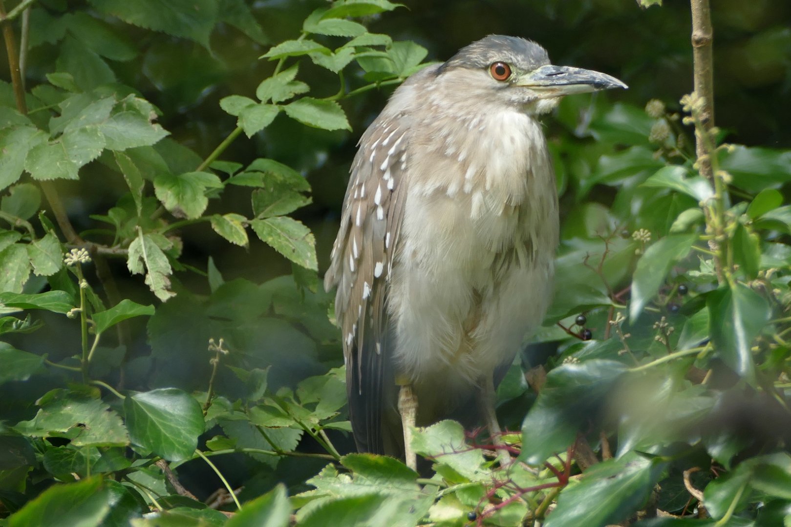 Juvenile night heron, August 2020