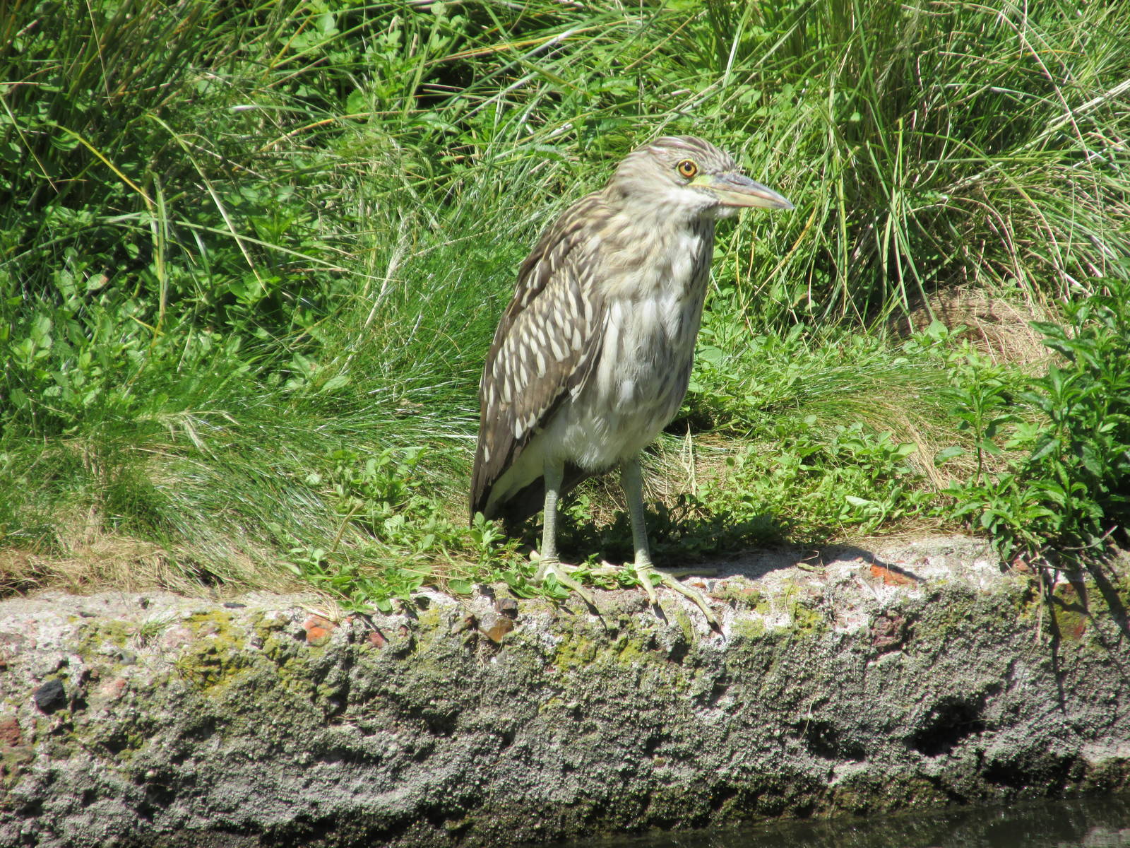 juvenile night heron BA ZOO