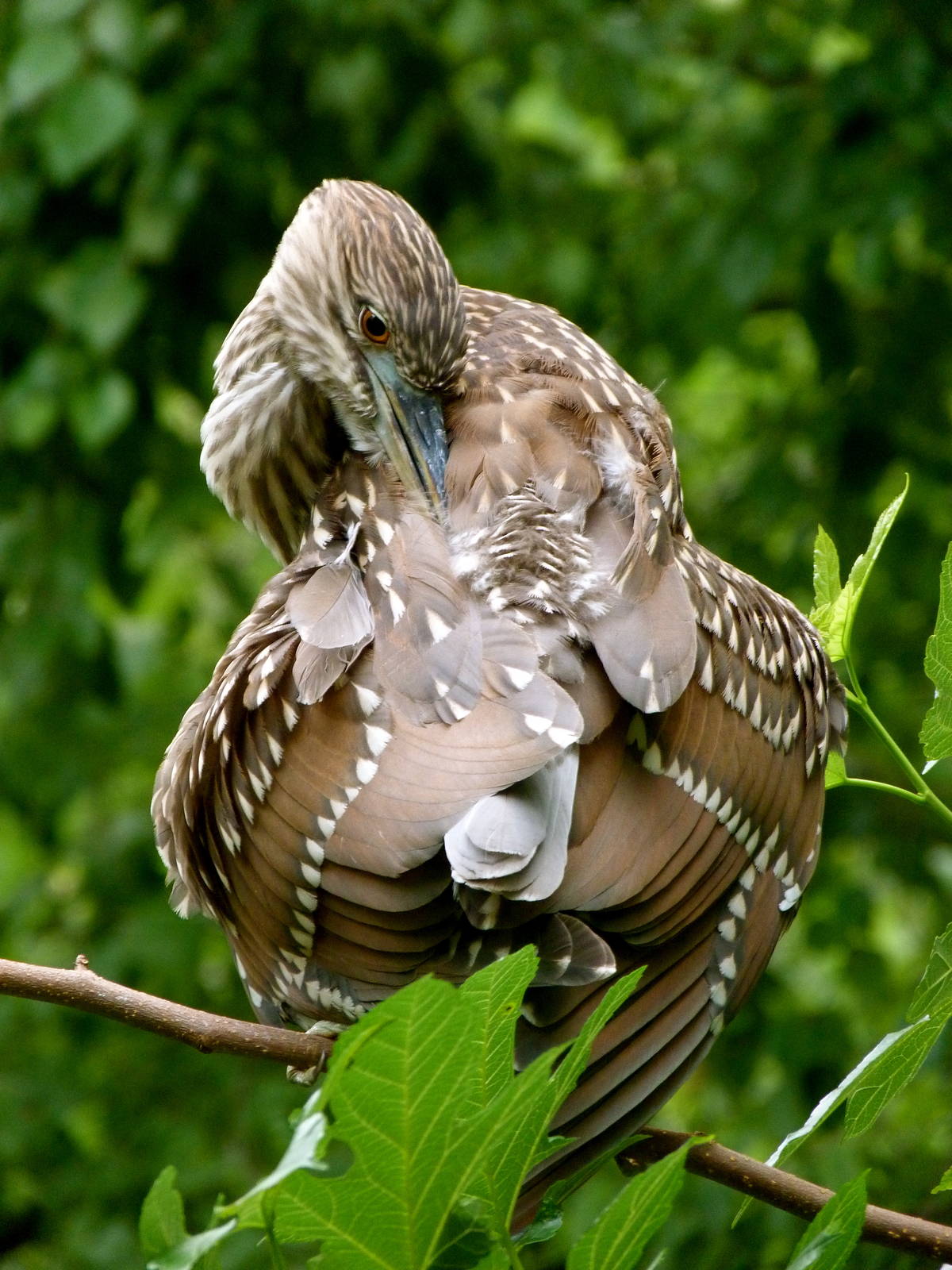 Juvenile Night Heron