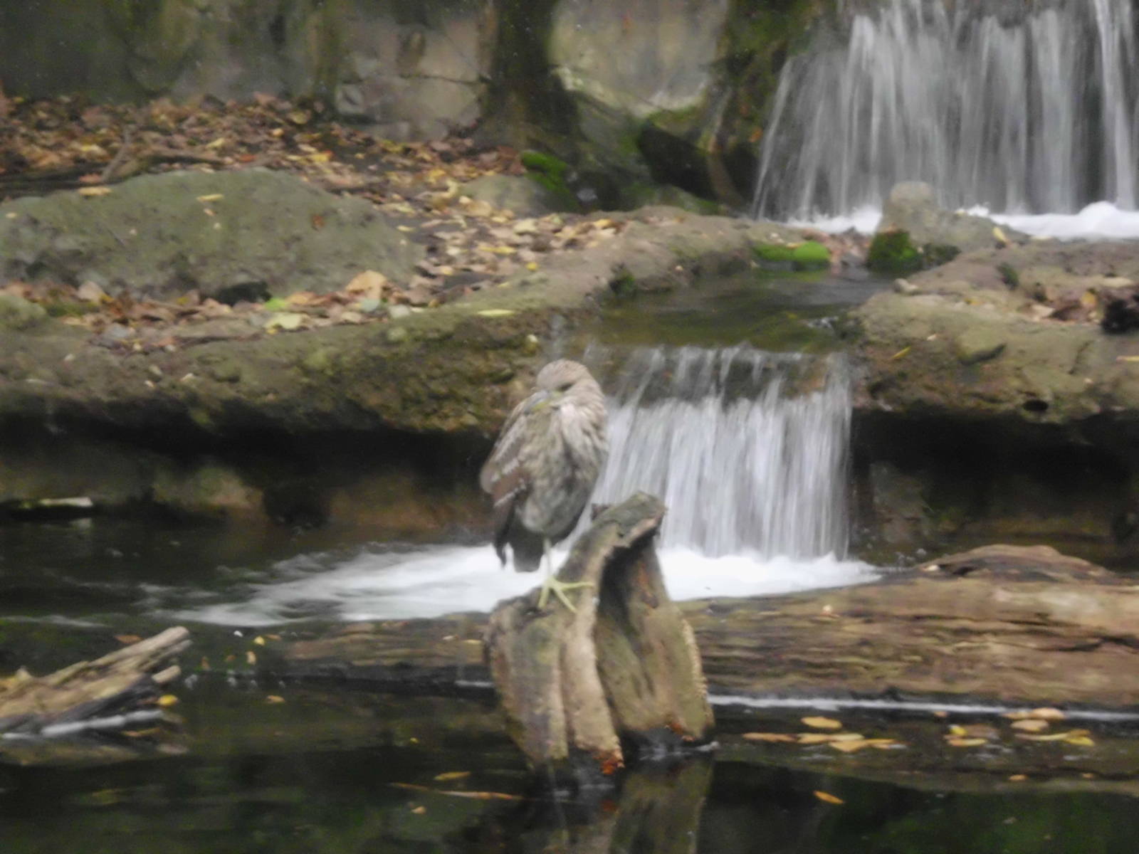 juvenile night heron