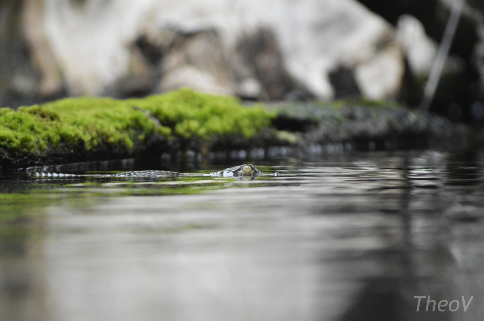 Juvenile Nile crocodile [2020]
