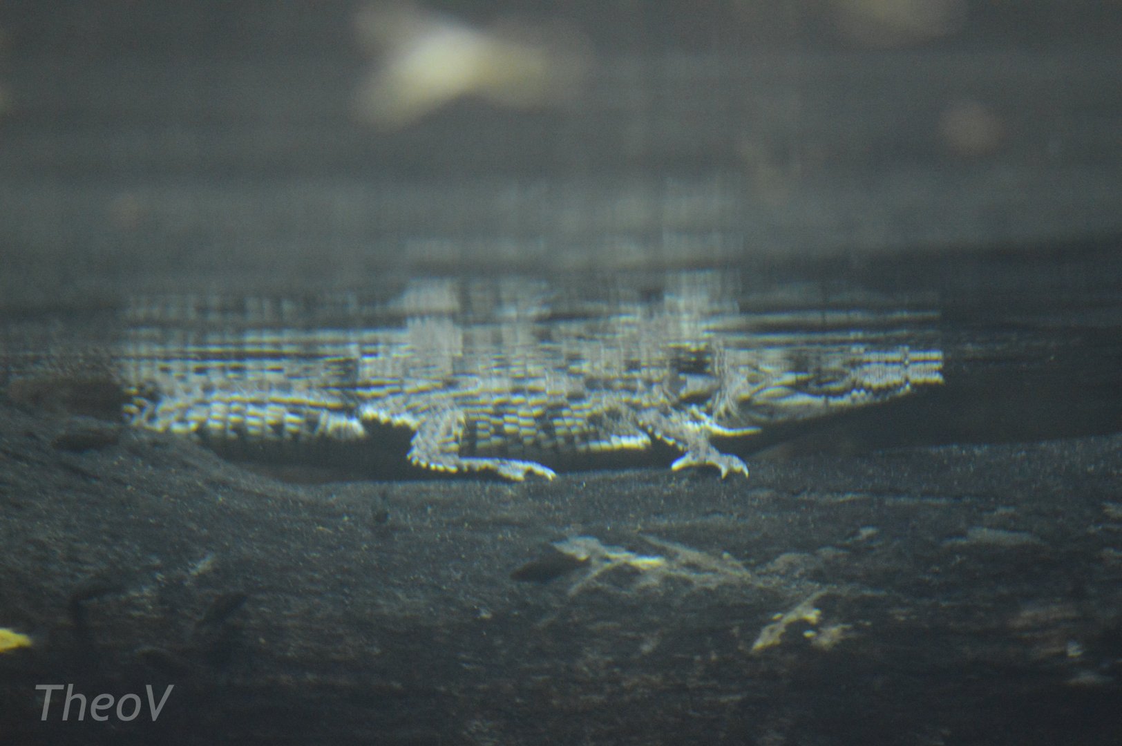 Juvenile Nile crocodile [2020]