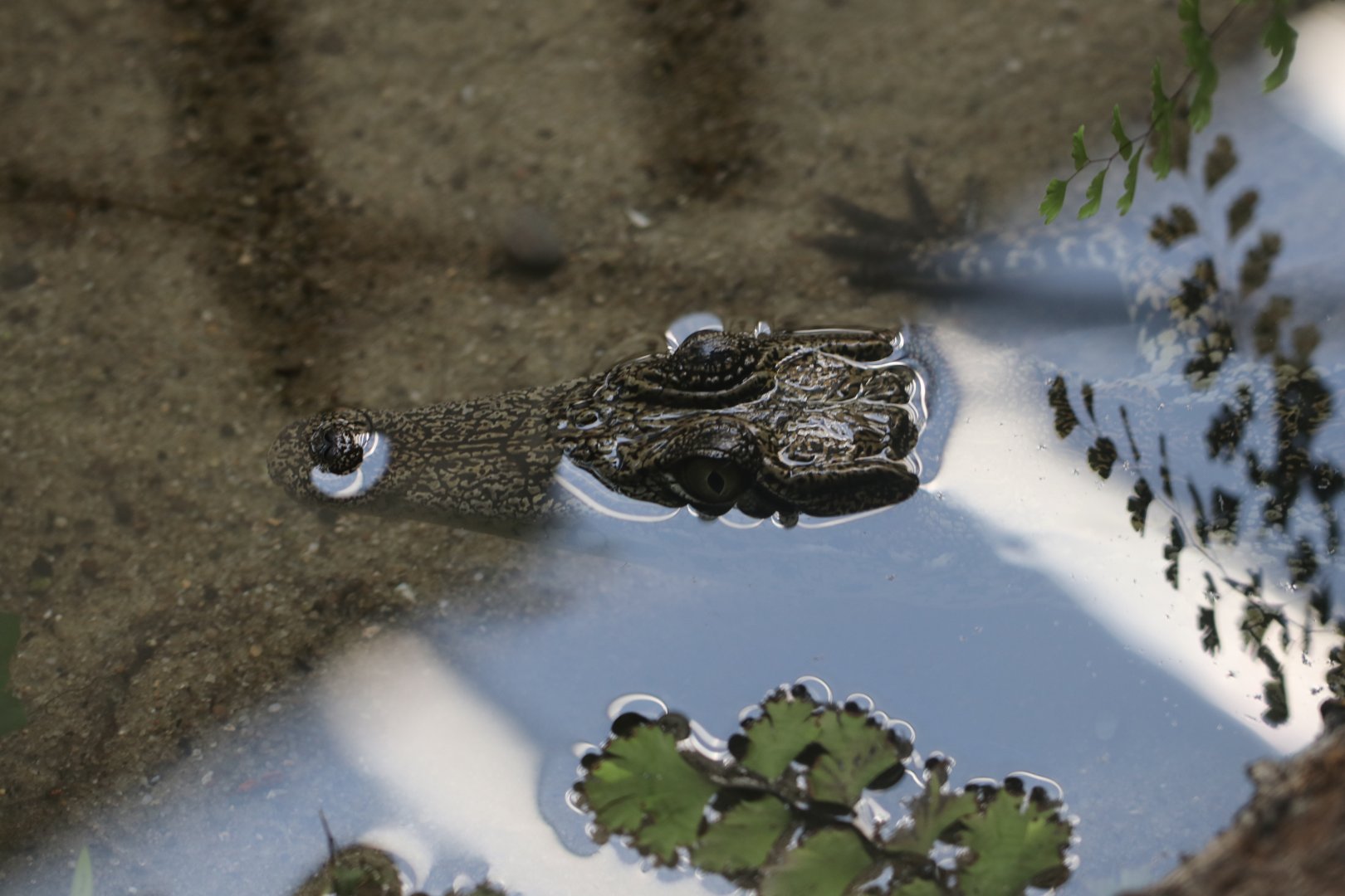 Juvenile nile crocodile