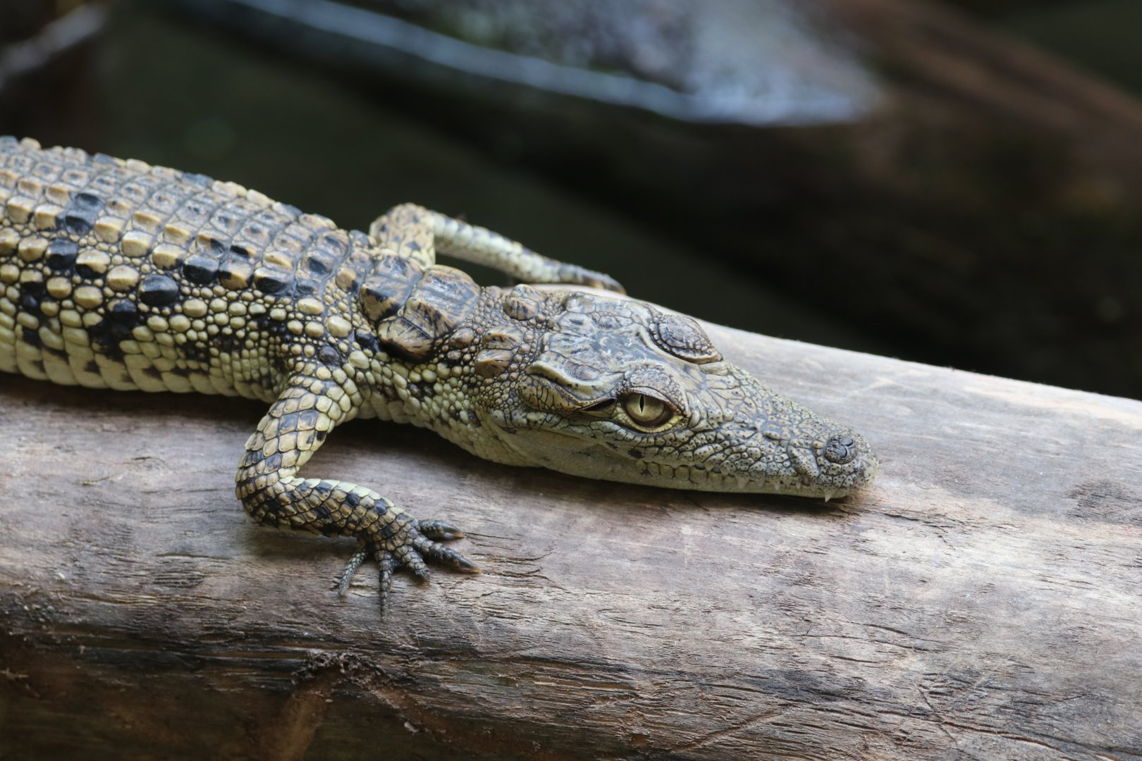 Juvenile nile crocodile